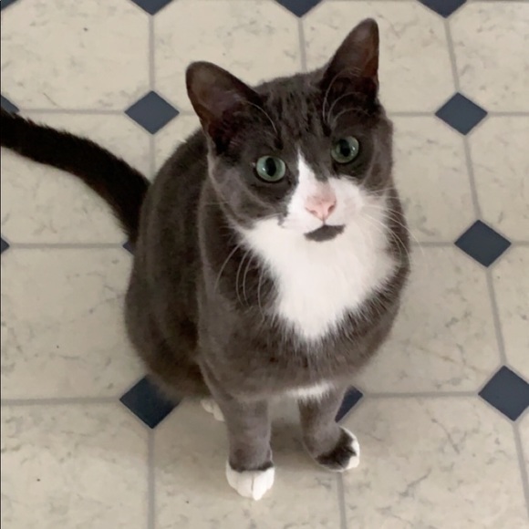 Meet your Posher, Madison - Picture 1 of 1